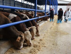 Malatya’da 238 bin büyükbaş için şap aşılaması 13 Kasım’da sona erecek