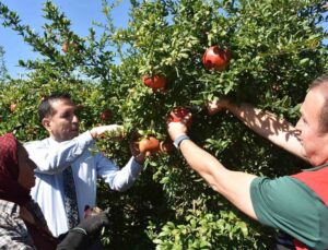Muğla’nın Ortaca ilçesinde nar hasadı Kaymakam Aktaş’ın katılımıyla gerçekleştirildi