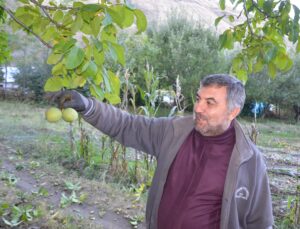 Muş’ta ceviz hasadı başladı, 5 bin dönümde 1100 ton üretim yapılıyor