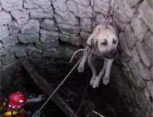 Nevşehir Ürgüp’te 4 metrelik su kuyusuna düşen 2 köpek itfaiye ekiplerince kurtarıldı