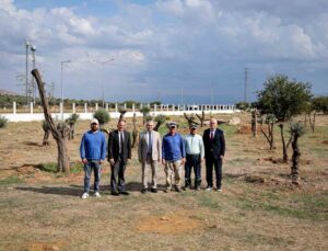 Nysa Antik Kenti’ndeki tarihi zeytin ağaçları ADÜ Merkez Kampüs’e taşındı