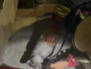 Samsun İlkadım’da çıkan yangında mahsur kalan kediye oksijen ve kalp masajı yapıldı
