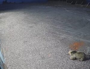 Sarıkamış Kayak Merkezi’nin 2 bin 634 rakımlı zirvesinde bozayı görüntülendi