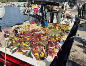 Tekirdağ Süleymanpaşa’da balıkçılar 1,5 ton kefalle limana döndü
