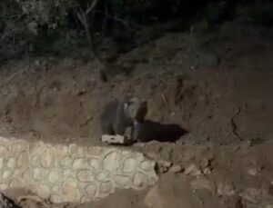 Tunceli Ovacık’ta yaklaşık 4 yıldır görülen ayı vatandaşlarca görüntülendi