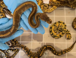 Türkiye’ye kaçırılmak istenen 67 canlı piton ele geçirildi