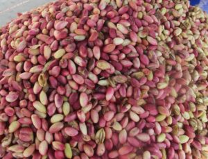 USDA raporu Antep fıstığı rekoltesinde yüzde 10 artışla 130 bin ton öngörüyor