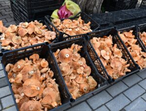 Vezirköprü’de kanlıca mantarı 200-350 liradan tezgahlarda satışa sunuldu