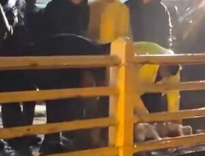 Yalova Armutlu’da sağanağın dinmesi için dere üzerindeki köprüde kurban kesildi
